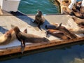 sea Ã¢â¬â¹Ã¢â¬â¹lions lie on a boat pier Los Angeles Marina Del Ray Royalty Free Stock Photo